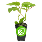 A healthy Vincent Female Kiwi (Actinidia chinensis) plant from Wellspring Gardens grows in a soil-filled black plastic pot with labeled front. Perfect for southern climates and pairing with a male Tomuri kiwi for fruitful harvests.