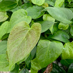 Close-up of lush green, heart-shaped leaves with water droplets and striking red leaves showcases the fresh, vibrant beauty of the Anthurium Red Leaf – Anthurium by Wellspring Gardens.