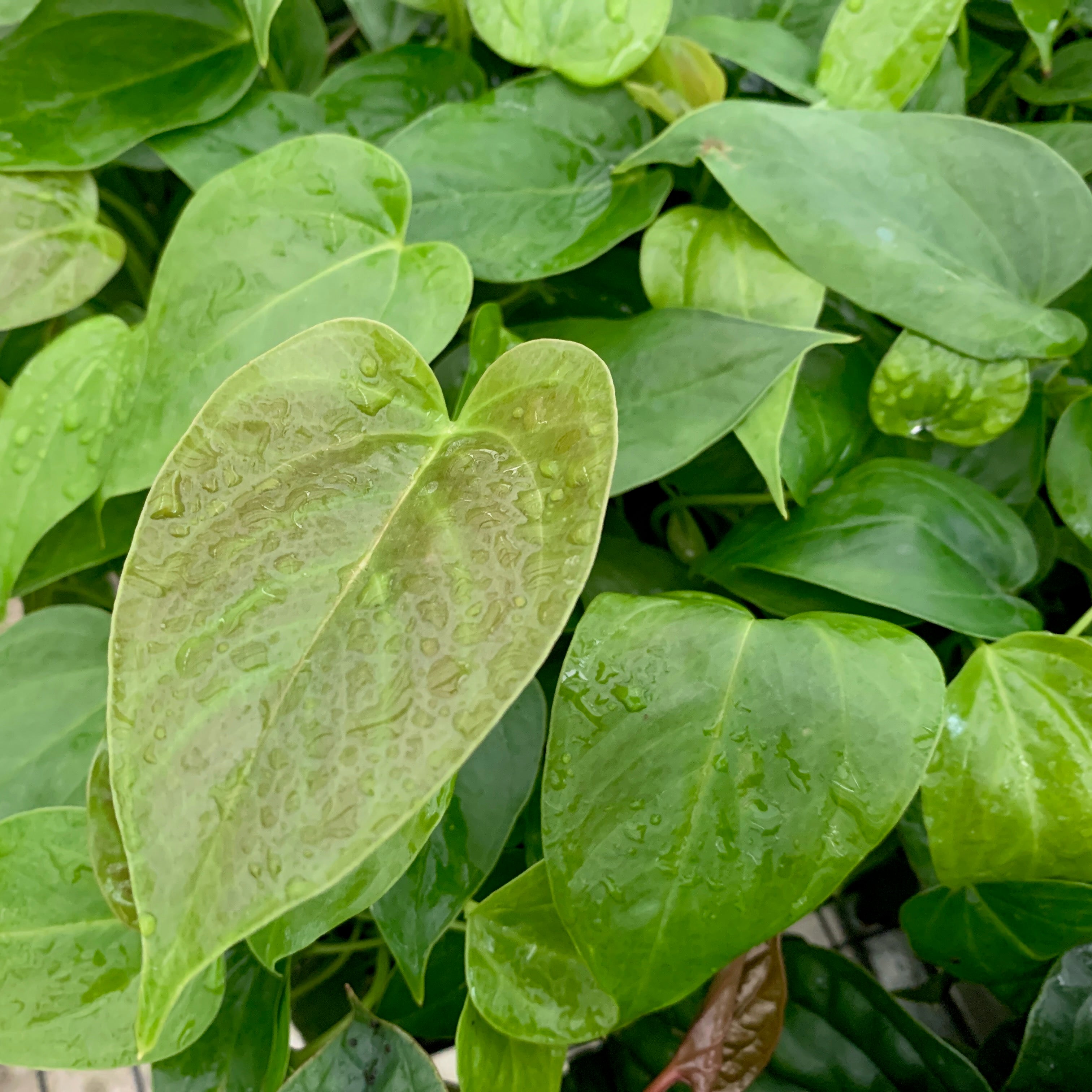 Close-up of lush green, heart-shaped leaves with water droplets and striking red leaves showcases the fresh, vibrant beauty of the Anthurium Red Leaf – Anthurium by Wellspring Gardens.