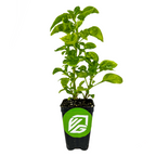 A Wellspring Gardens Sissoo Spinach (Brazilian Spinach) - Alternanthera sissoo plant grows in soil in a black plastic pot with a green and white logo sticker. The leafy perennial herb is shown against a plain white background.