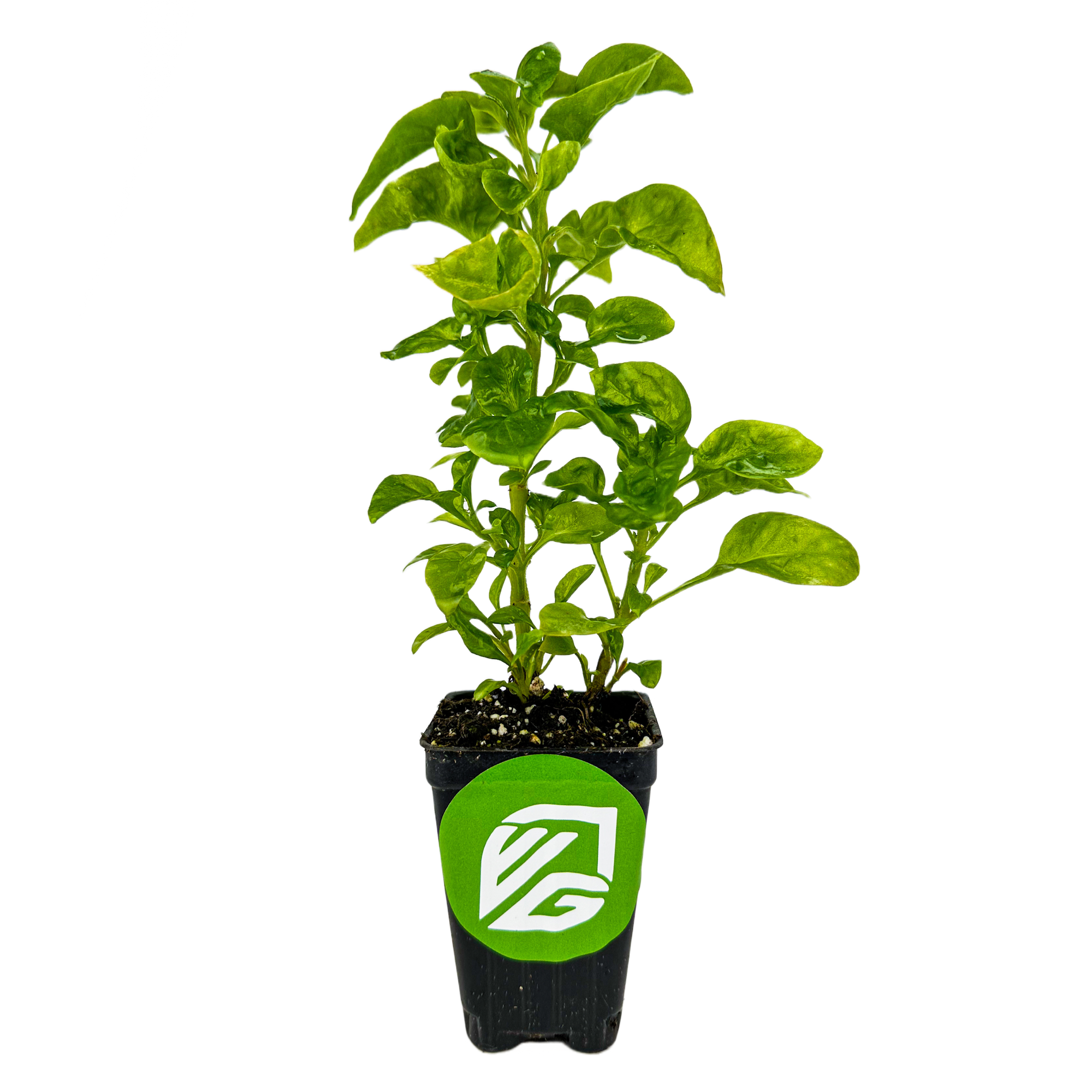 A Wellspring Gardens Sissoo Spinach (Brazilian Spinach) - Alternanthera sissoo plant grows in soil in a black plastic pot with a green and white logo sticker. The leafy perennial herb is shown against a plain white background.