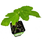 A young Texas Everbearing Fig (Ficus carica) from Wellspring Gardens grows in a small black pot with soil and perlite. This self-pollinating variety has broad green leaves and produces tasty brown-skinned fruit. Set against a white background.