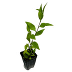 A young Climbing Aster (Ampelaster carolinianus) by Wellspring Gardens, with pointed green leaves, grows in a small black plastic pot filled with soil against a white background.