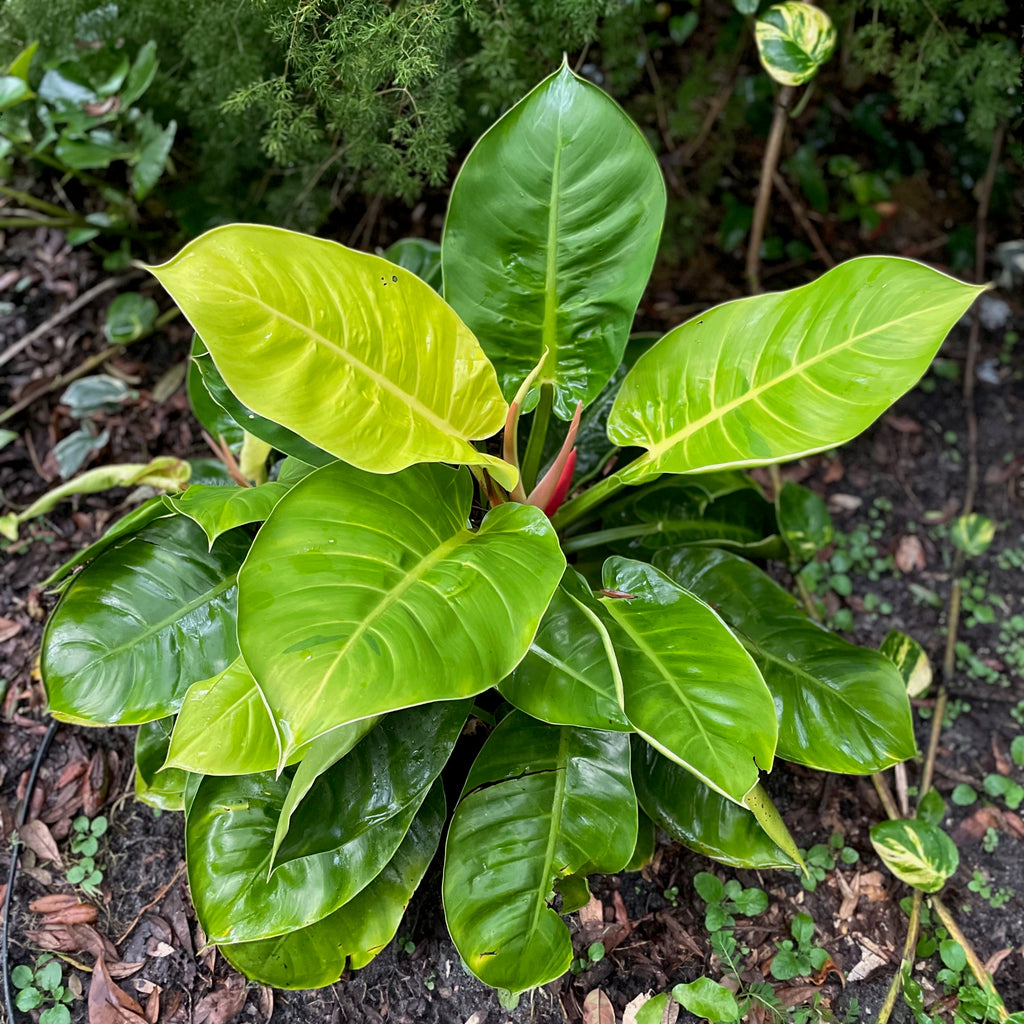 Philodendron Moonlight hybrid - Philodendron