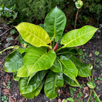 The Wellspring Gardens Philodendron Moonlight hybrid features large, glossy, bright green leaves with some yellowish centers. This indoor plant thrives in soil and adds vibrant color alongside other small plants and greenery.