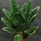 The Wellspring Gardens Anthurium Superbum Bird's Nest features thick, glossy, dark green rippled leaves—an eye-catching indoor plant that stands out beautifully against any plain background.