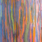 Close-up of Rainbow Bark Eucalyptus (Eucalyptus deglupta) by Wellspring Gardens, displaying vibrant green, orange, yellow, purple, and brown streaks in a unique textured pattern.