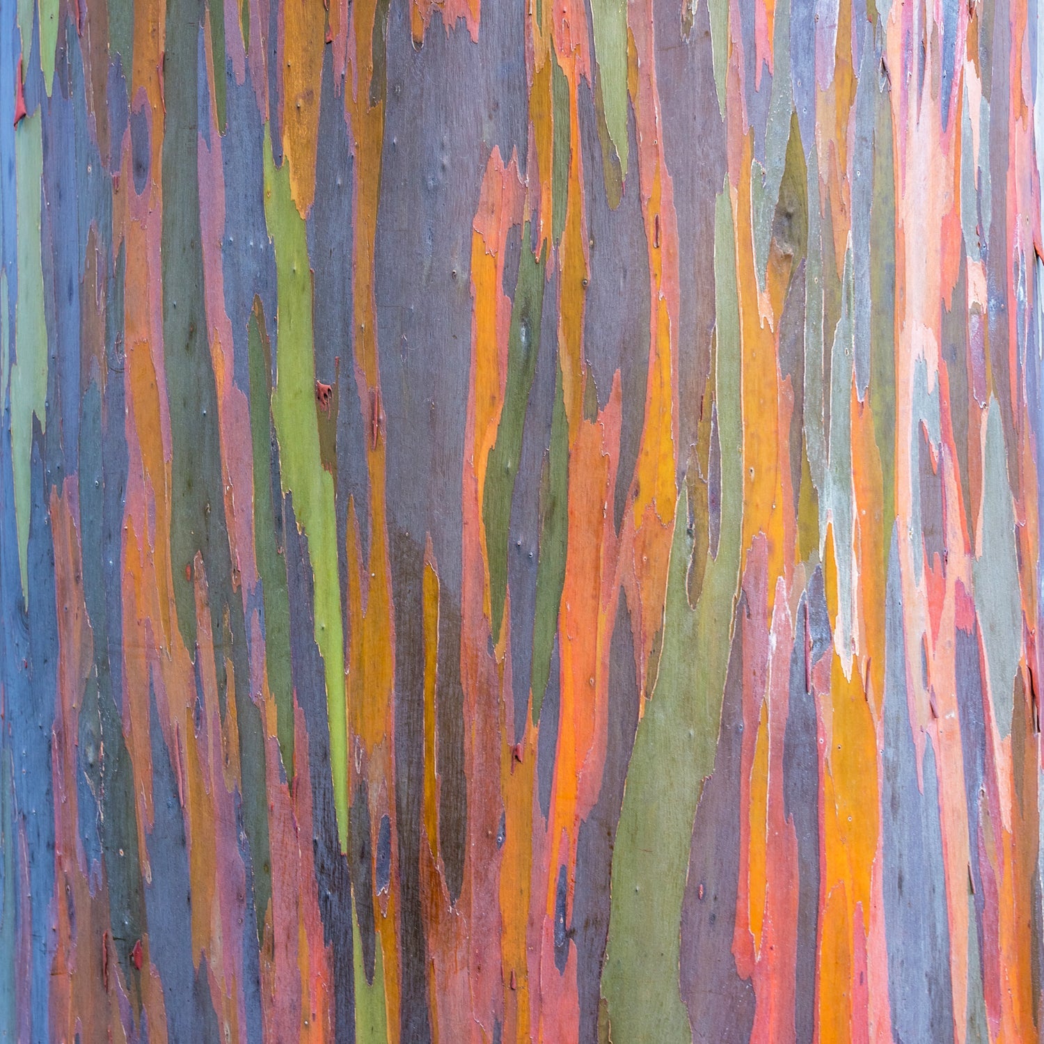 Close-up of Rainbow Bark Eucalyptus (Eucalyptus deglupta) by Wellspring Gardens, displaying vibrant green, orange, yellow, purple, and brown streaks in a unique textured pattern.