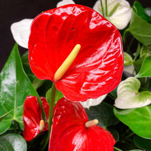 Close-up of Wellspring Gardens' Anthurium Red Sensation Houseplant—featuring a vibrant flower with a yellow spadix amid lush leaves and other anthuriums. This indoor plant is known for enhancing air quality.
