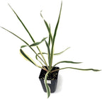 The Bright Edge Yucca (Yucca filamentosa) by Wellspring Gardens features long, narrow green leaves with yellow-white edges in a small black pot—ideal as a cold-hardy garden accent or striking indoor plant.