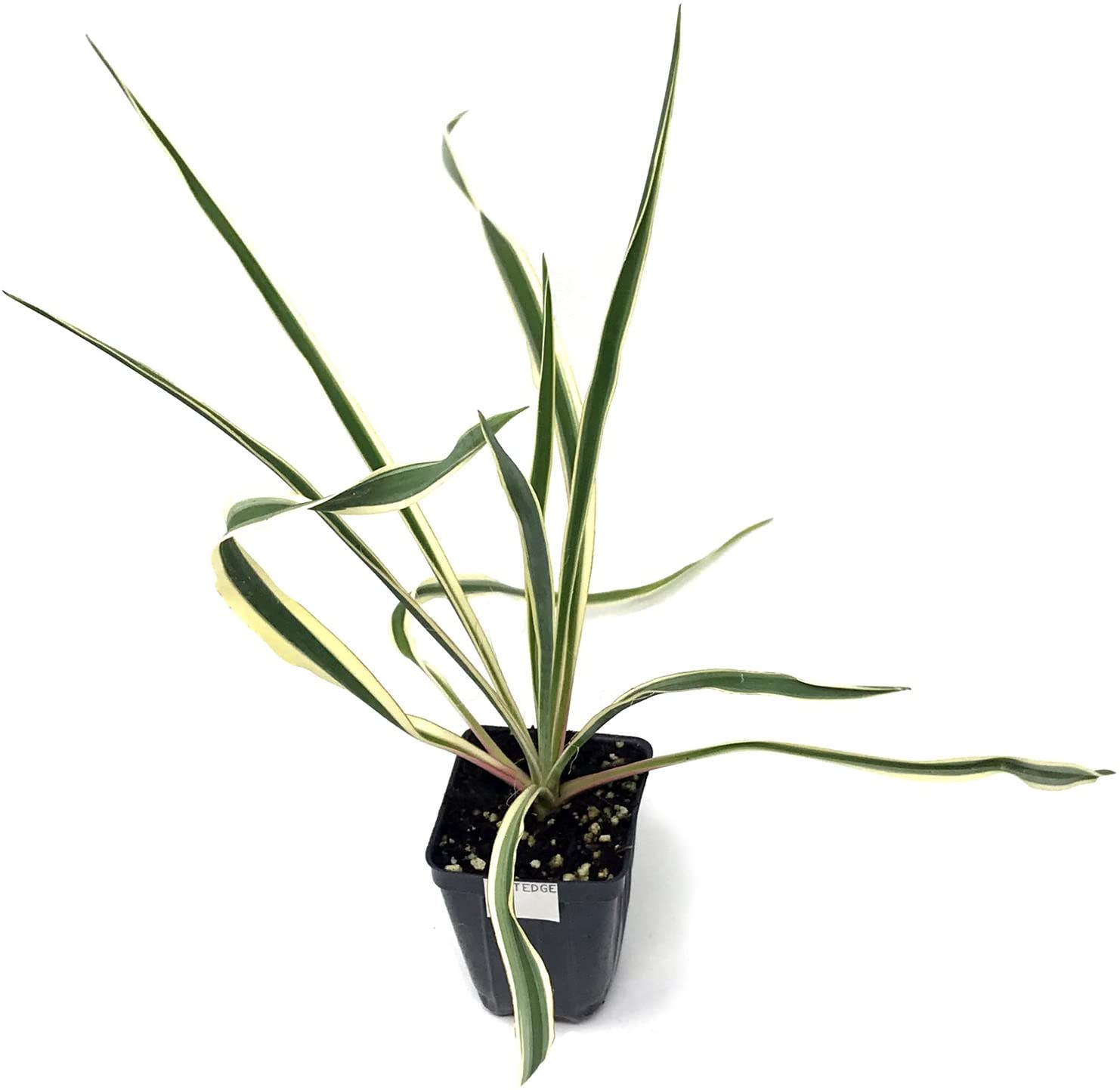 The Bright Edge Yucca (Yucca filamentosa) by Wellspring Gardens features long, narrow green leaves with yellow-white edges in a small black pot—ideal as a cold-hardy garden accent or striking indoor plant.