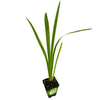 The Louisiana Iris 'Waihi Wedding' from Wellspring Gardens is a native American wildflower with long, narrow leaves in a black plastic pot—ideal for unique wedding flowers or garden displays.