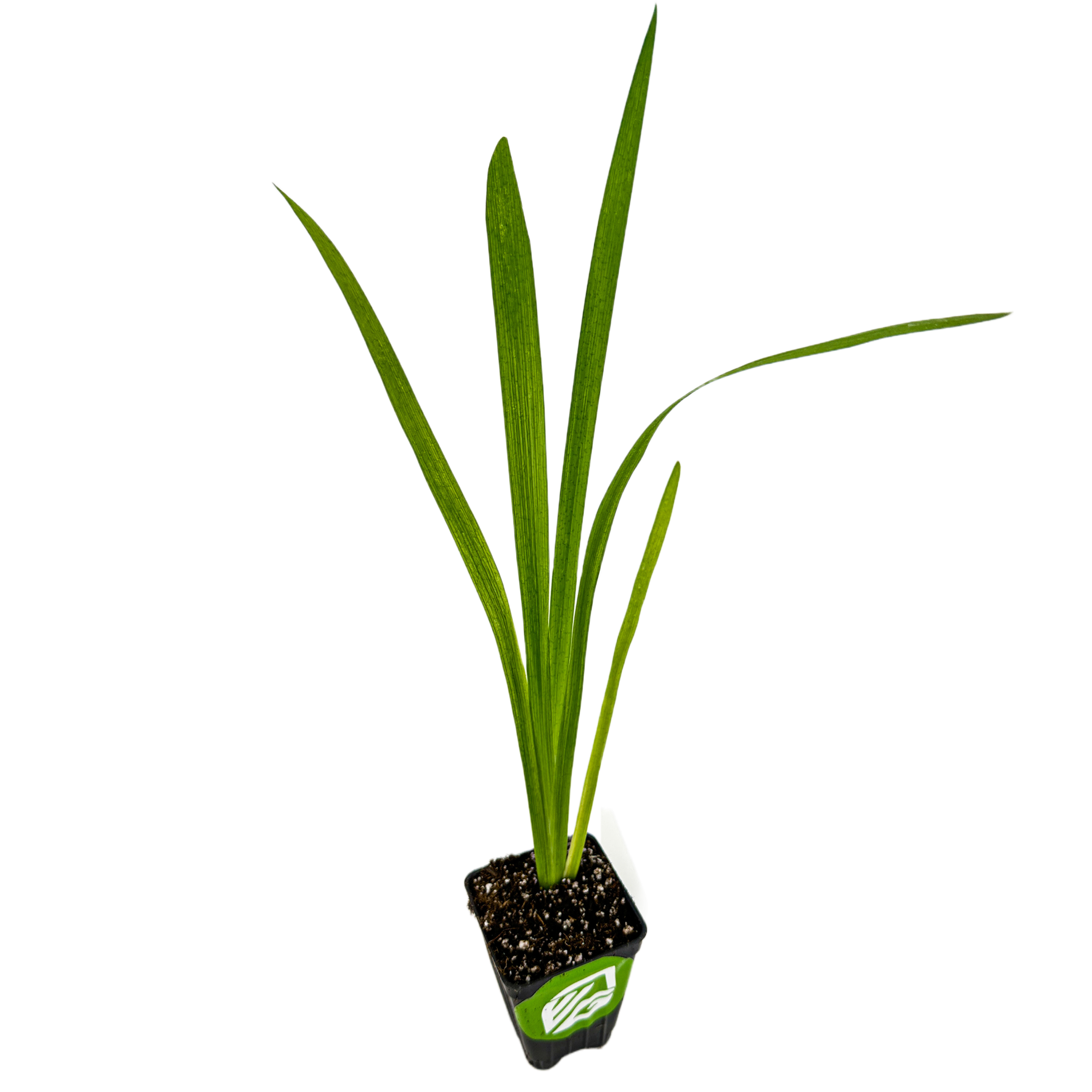 The Louisiana Iris 'Waihi Wedding' from Wellspring Gardens is a native American wildflower with long, narrow leaves in a black plastic pot—ideal for unique wedding flowers or garden displays.