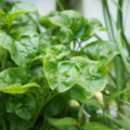 Close-up of vibrant, glossy green Sissoo Spinach (Brazilian Spinach) leaves—Alternanthera sissoo from Wellspring Gardens—growing densely with smooth, rounded surfaces and visible veins; blurred leafy plants in the background.