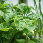 Close-up of vibrant, glossy green Sissoo Spinach (Brazilian Spinach) leaves—Alternanthera sissoo from Wellspring Gardens—growing densely with smooth, rounded surfaces and visible veins; blurred leafy plants in the background.
