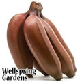 A cluster of Dwarf Red Banana - Musa, a fruit with smooth, dark reddish-purple skin and rich flavor, is displayed against a white background, with the Wellspring Gardens logo in the lower left corner.