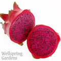 A vibrant red Tricia Dragon Fruit - Hylocereus undatus from Wellspring Gardens is cut in half, revealing its bright magenta flesh dotted with black seeds. The Wellspring Gardens brand appears in the bottom left corner.