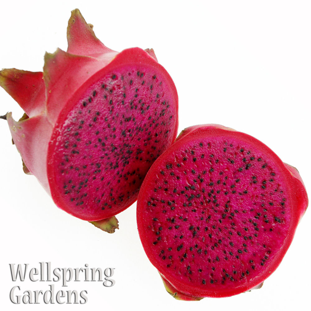A vibrant red Tricia Dragon Fruit - Hylocereus undatus from Wellspring Gardens is cut in half, revealing its bright magenta flesh dotted with black seeds. The Wellspring Gardens brand appears in the bottom left corner.