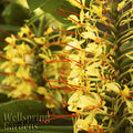 A close-up of Anne Bishop Ginger (Hedychium) by Wellspring Gardens features yellow-orange flowers with long red stamens and green leaves. The Wellspring Gardens brand name appears in the lower left corner.