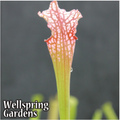 Close-up of a Daina's Delight (Dana's Delight) Carnivorous Pitcher Plant by Wellspring Gardens, showing its reddish, veined top and green stem with a blurred background. The Wellspring Gardens logo appears in the lower-left corner.