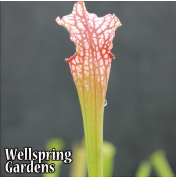 Close-up of a Daina's Delight (Dana's Delight) Carnivorous Pitcher Plant by Wellspring Gardens, showing its reddish, veined top and green stem with a blurred background. The Wellspring Gardens logo appears in the lower-left corner.