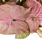 Close-up of Syngonium Neon Robusta Pink Arrowhead Vine leaves by Wellspring Gardens, highlighting their neon pink hues and heart-shaped form—an eye-catching choice for stylish indoor plant lovers.