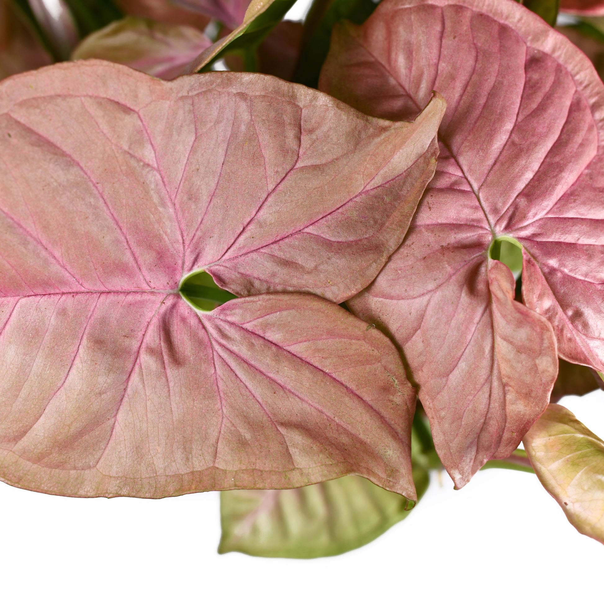 Syngonium Neon Robusta Pink Arrowhead Vine - Syngonium podophyllum