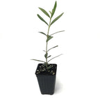 A young Manzanillo Olive Tree (Olea europaea) from Wellspring Gardens, with slender green leaves, grows in a black plastic pot of soil. This drought-tolerant Spanish olive stands out against a white background.