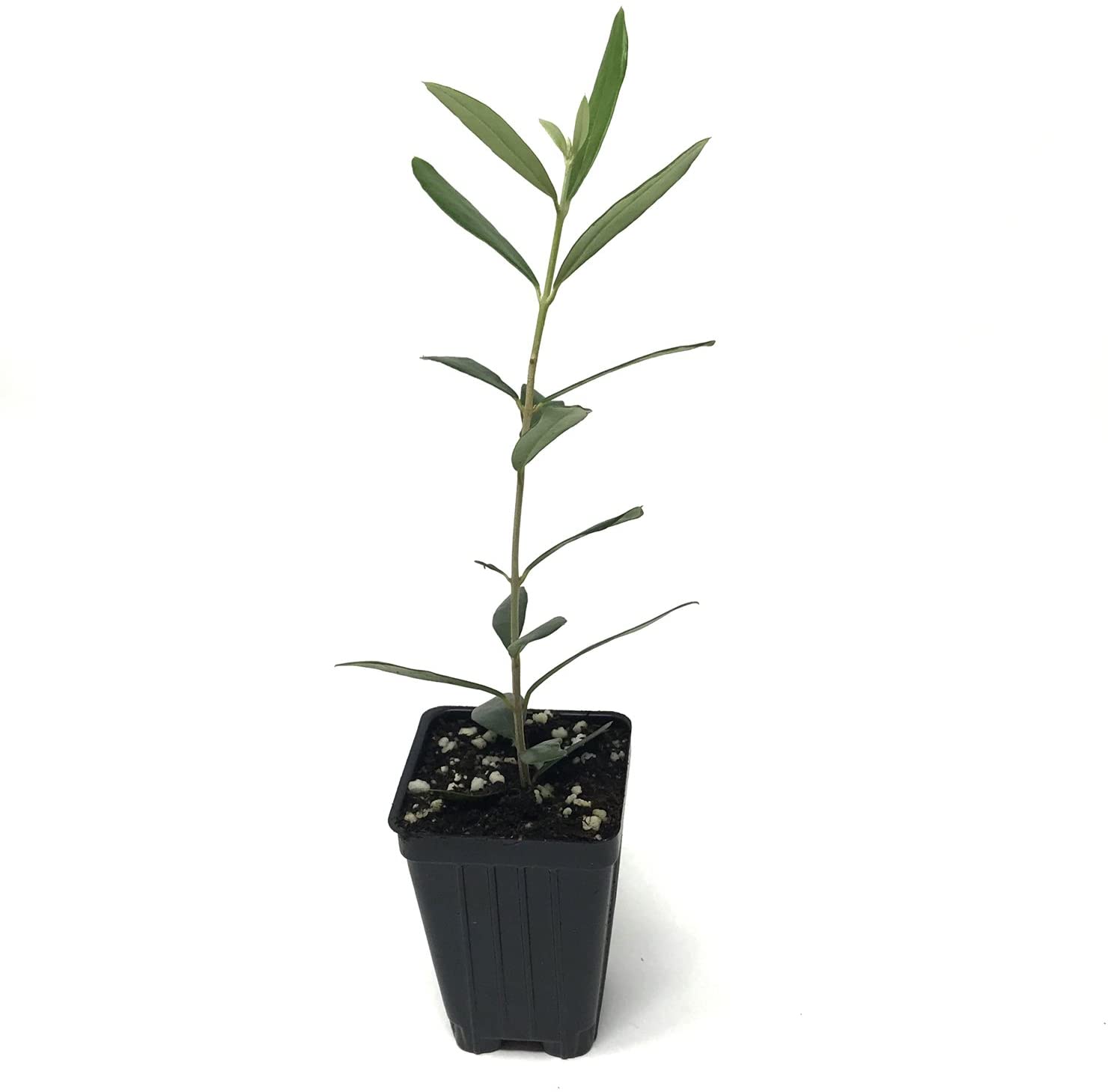 A young Manzanillo Olive Tree (Olea europaea) from Wellspring Gardens, with slender green leaves, grows in a black plastic pot of soil. This drought-tolerant Spanish olive stands out against a white background.