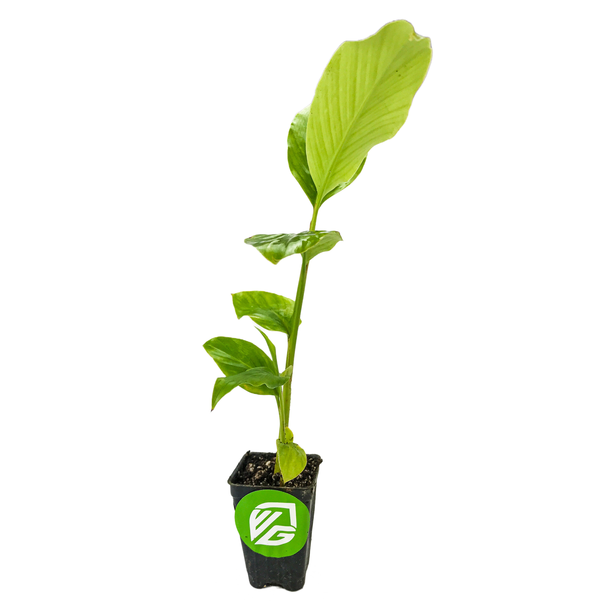 A young Dwarf Red Ginger (Alpinia purpurata) from Wellspring Gardens, with large green leaves, sprouts from a black pot featuring the brand's green and white logo—perfect for container gardening.