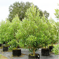Silver Mist (Sweetbay Magnolia) - Magnolia virginiana by Wellspring Gardens: young, leafy trees in black pots arranged outdoors on grass, with fragrant blooms, a larger tree, and clear sky in the background.