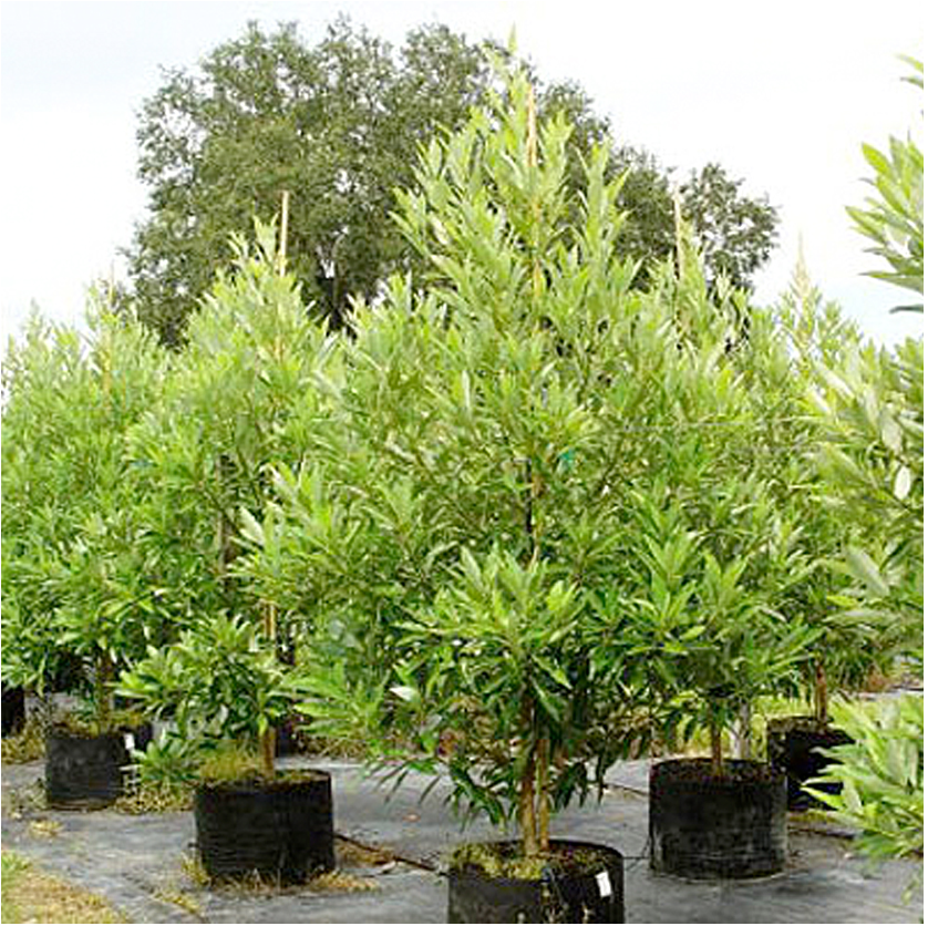 Silver Mist (Sweetbay Magnolia) - Magnolia virginiana by Wellspring Gardens: young, leafy trees in black pots arranged outdoors on grass, with fragrant blooms, a larger tree, and clear sky in the background.