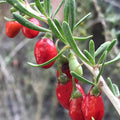 Close-up of a Christmas Berry - Lycium carolinianum branch by Wellspring Gardens, showing ripe red and unripe green berries with slender green leaves against a blurred background.