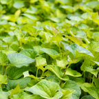 A dense cluster of broad, green, heart-shaped leaves from young Wellspring Gardens Jicama (Pachyrhizus erosus) plants grows closely together, forming a lush and vibrant ground cover.