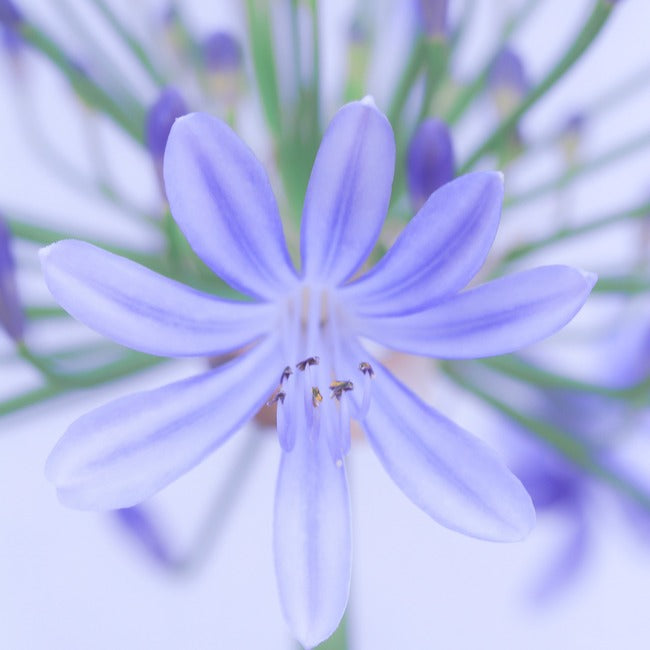 Agapanthus Lily of the Nile - Agapanthus africanus