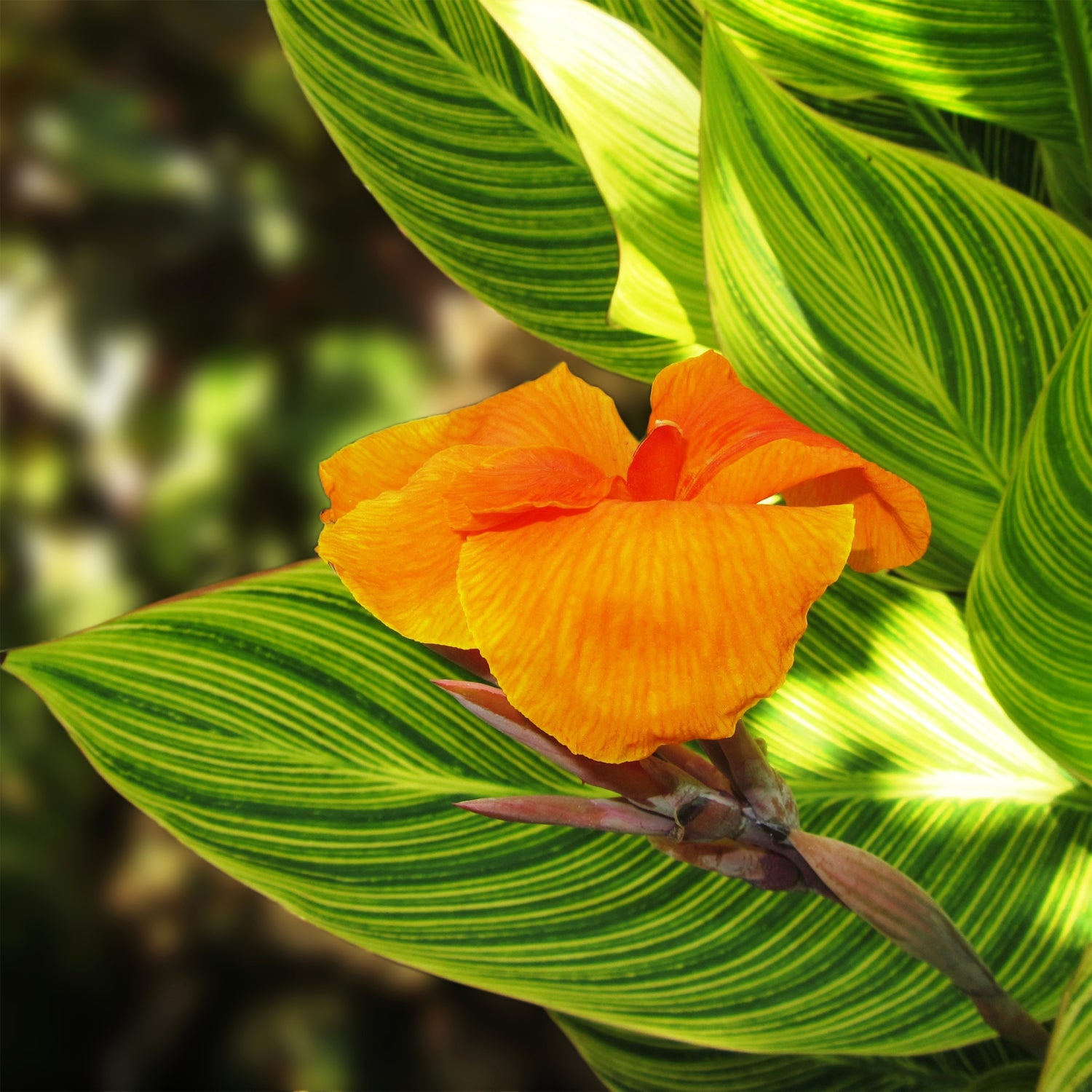 A vibrant Tropicanna Gold Canna Lily from Wellspring Gardens blooms among its gold and green striped leaves, sunlight enhancing the vivid colors and textures with a softly blurred background.