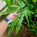 A hand with a blue and green wristband holds a large Wellspring Gardens Anthurium Fingers (Anthurium pedato-radiatum) leaf in a garden, with potted houseplants and soil visible in the background.