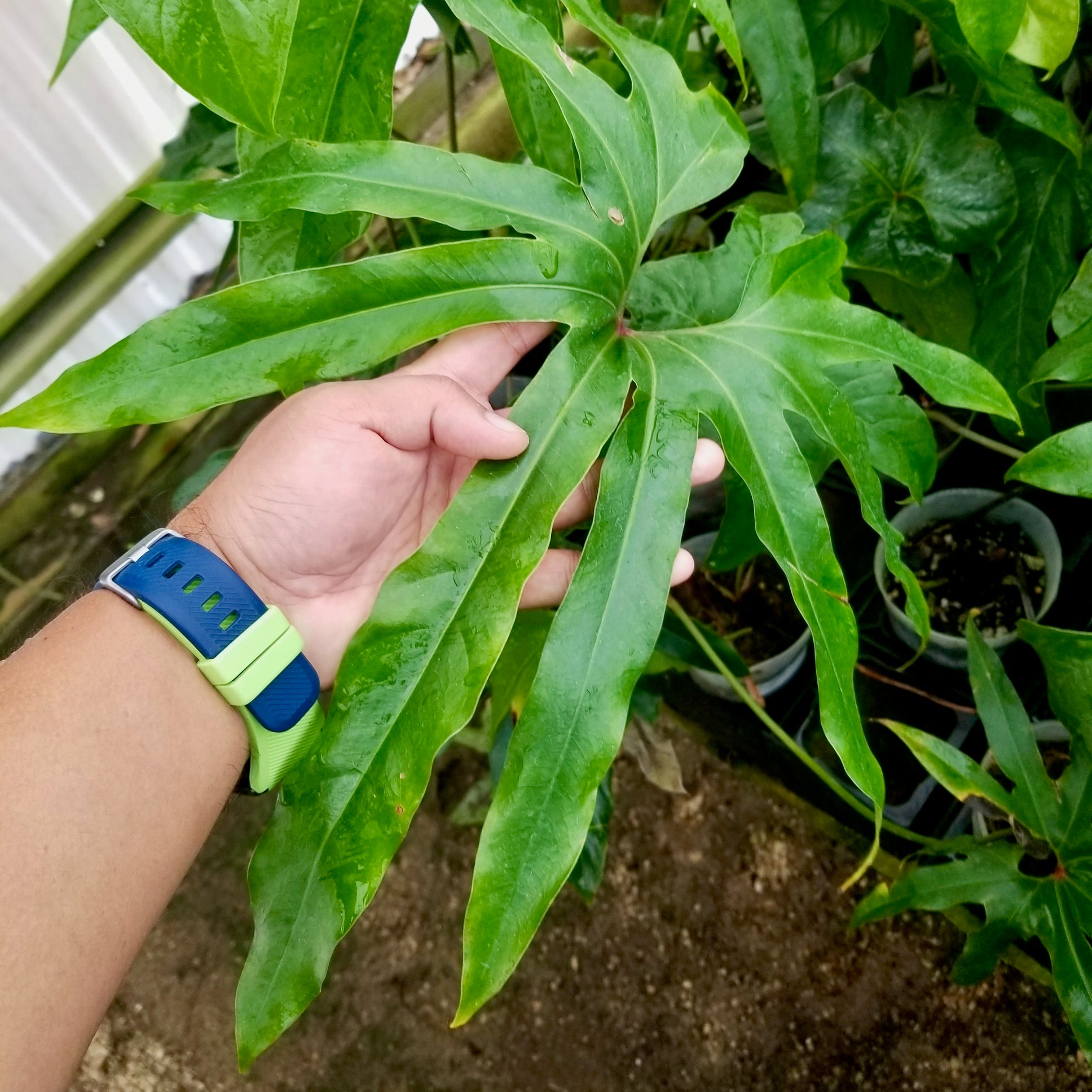 Anthurium Fingers - Anthurium pedato-radiatum