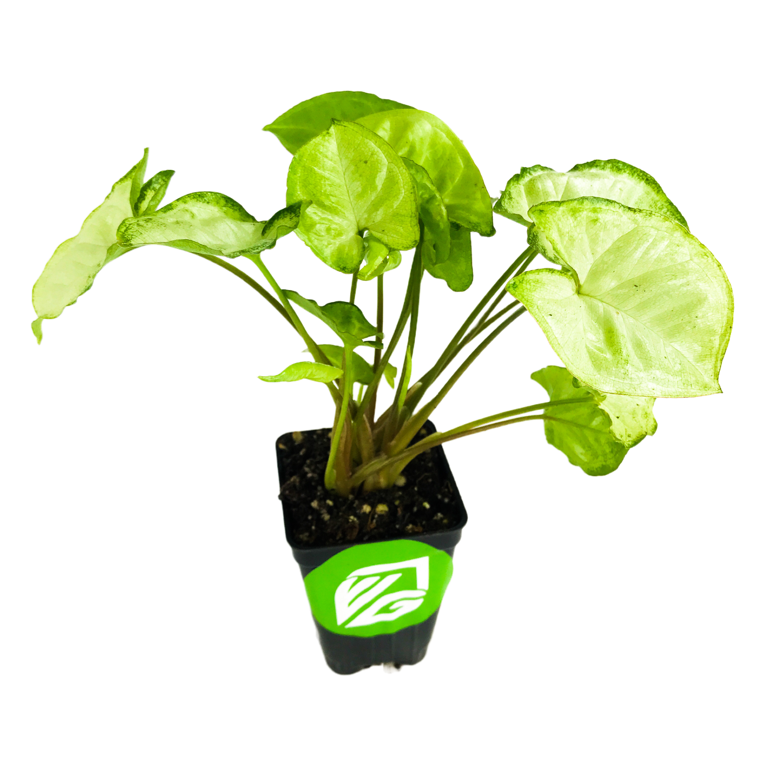 elephant ear vs arrowhead plant Syngonium Pixie Dwarf Arrowhead