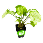 A Syngonium Pixie Dwarf Arrowhead (Syngonium podophyllum) from Wellspring Gardens, with green and white heart-shaped leaves, grows in a black plastic pot with a green and white label against a white background.