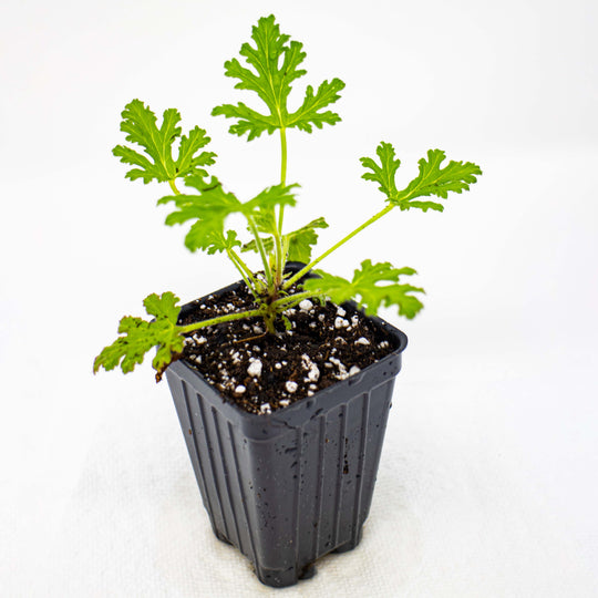 Citrosa Pelargonium Geranium - Citrosum ‘Van Leenii’