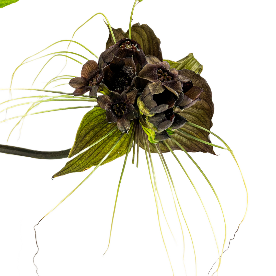 Black Bat Flower Plant - Tacca chantrieri