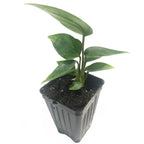 The Anthurium SmallTalk Pink ppaf (Small Talk) by Wellspring Gardens is a compact plant with broad leaves, ideal for indoor or outdoor spaces, growing in a black plastic pot filled with soil and displayed against a white background.