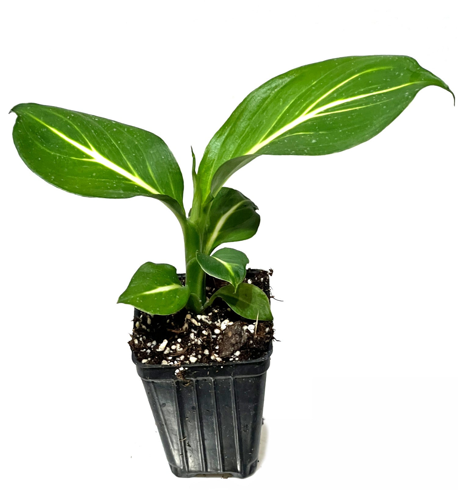 Dieffenbachia Sterling Houseplant - Dieffenbachia