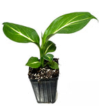 The Wellspring Gardens Dieffenbachia Sterling Houseplant features broad, glossy green leaves with yellowish-white central veins, potted in a black plastic container with visible soil and perlite, shown on a white background.