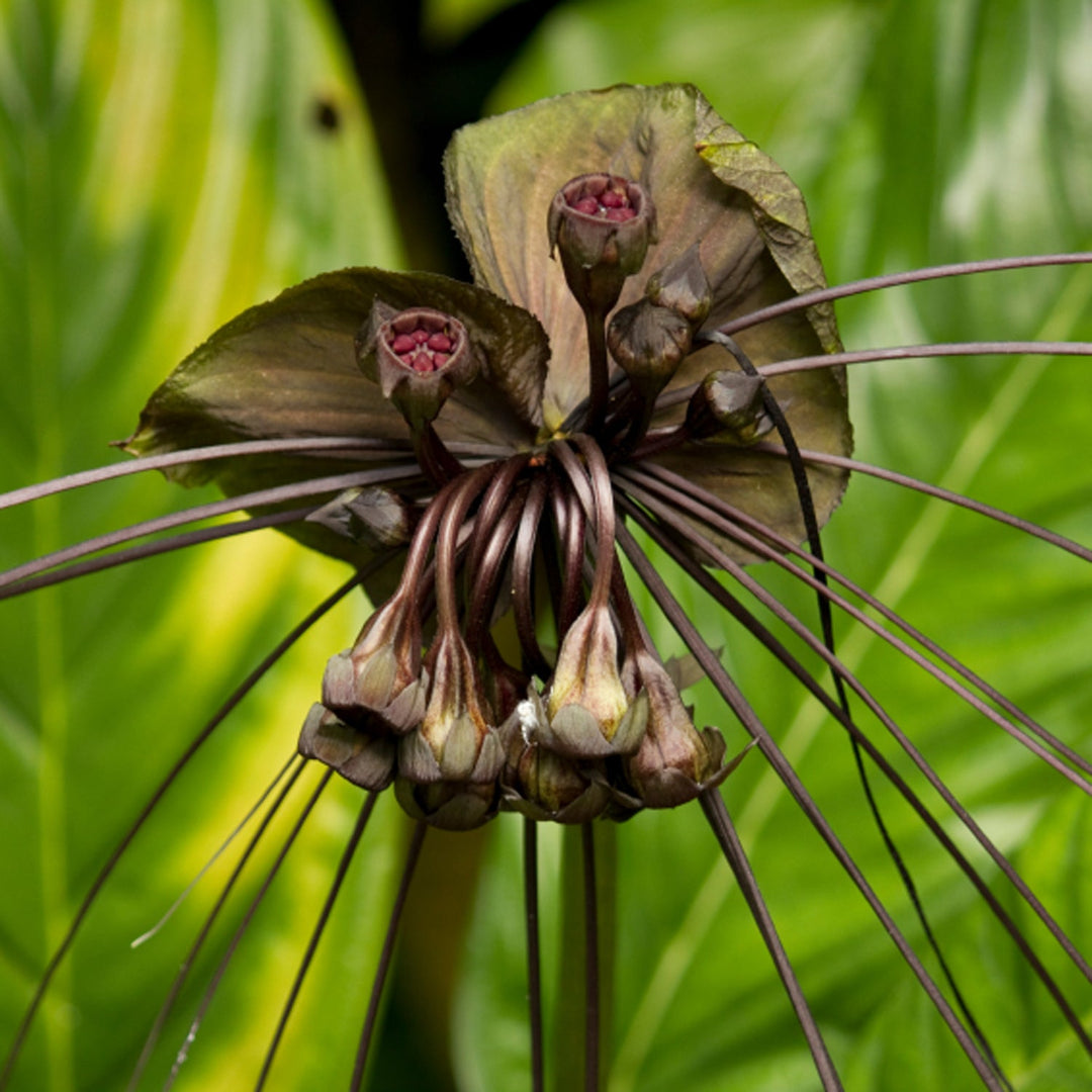 Black Bat Flower Plant - Tacca chantrieri
