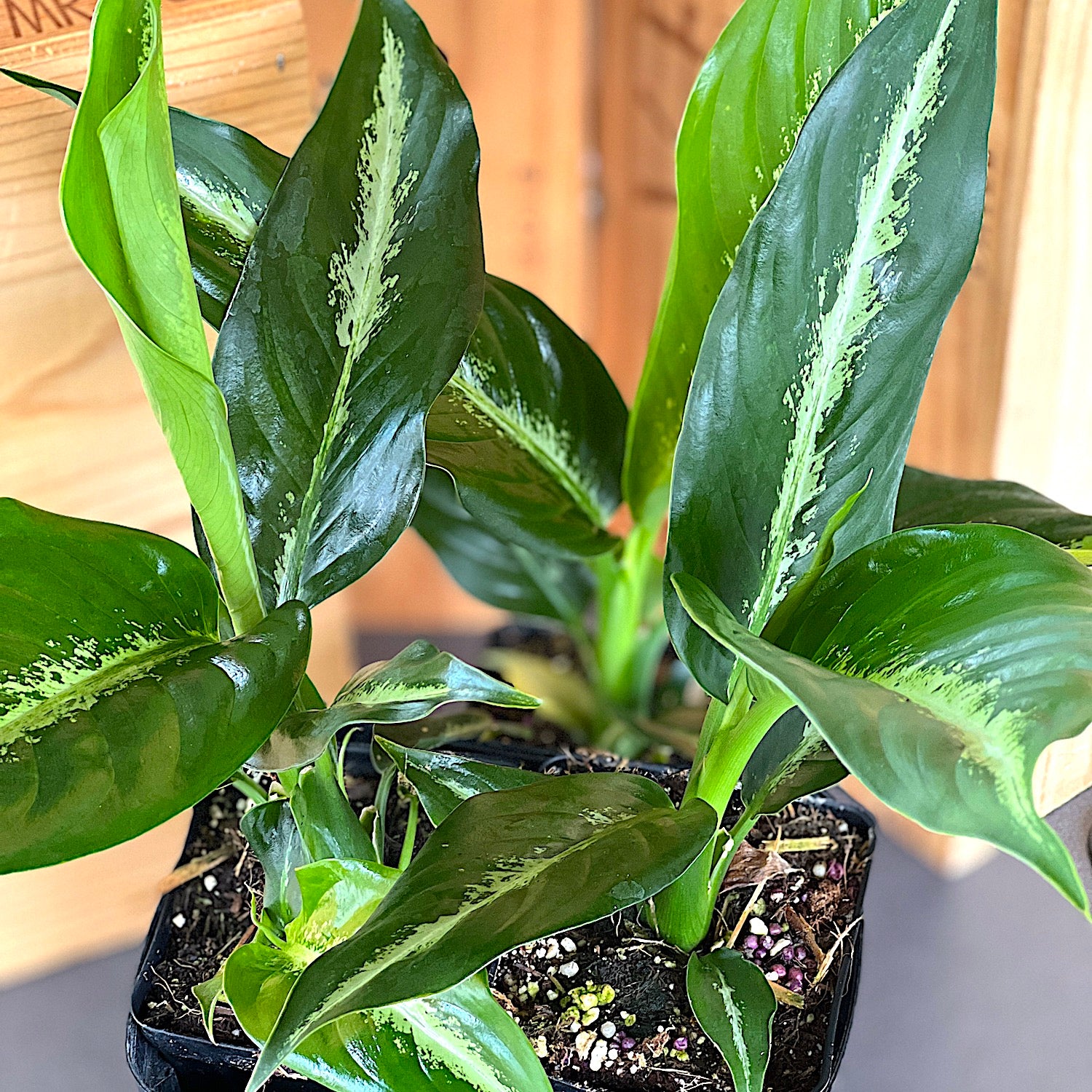 Dieffenbachia Cougar Houseplant - Dieffenbachia