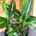A close-up of the Dieffenbachia Cougar Houseplant by Wellspring Gardens shows its large, glossy green leaves with light green centers, potted indoors against a wooden background.