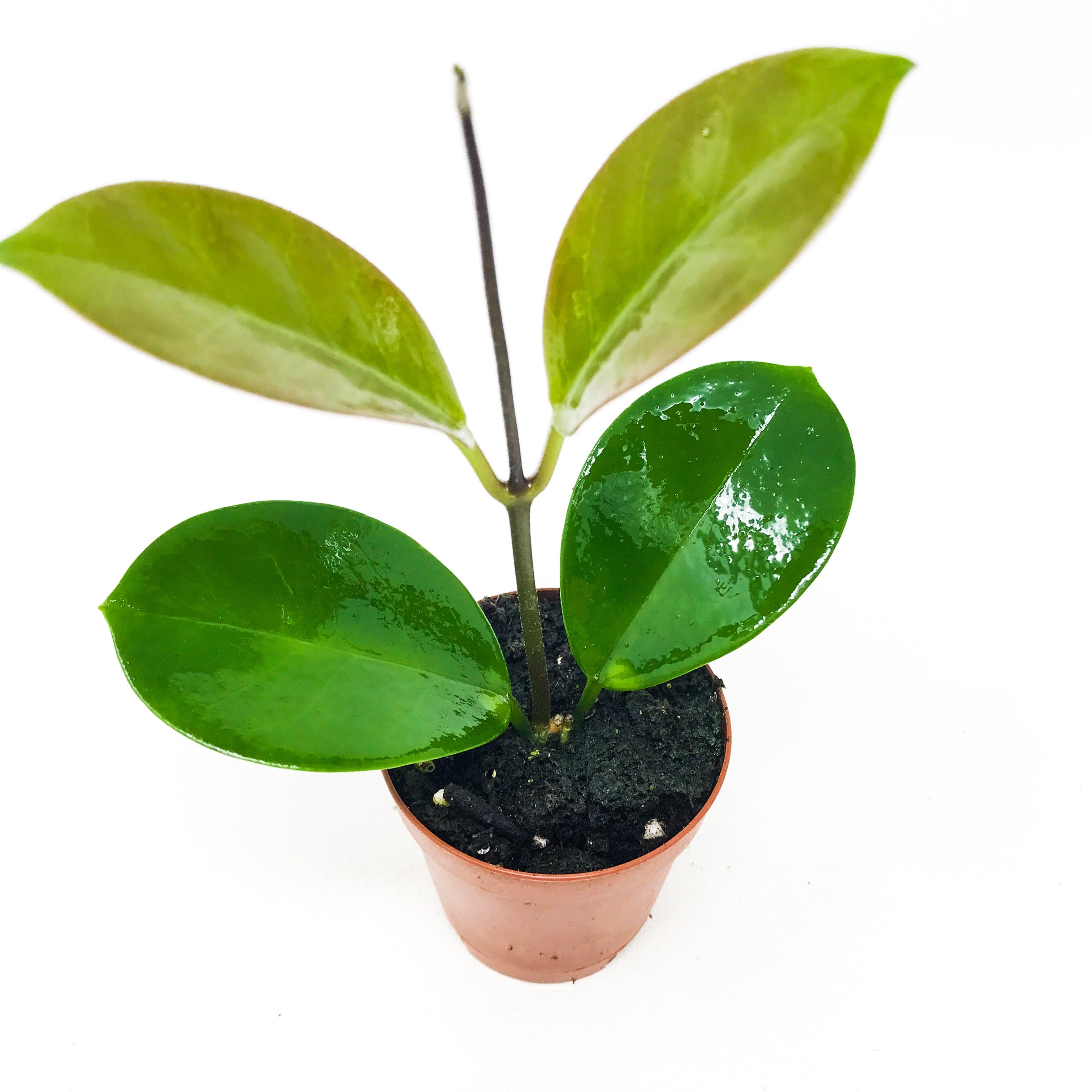 Hoya Australis 'Lisa' Honey Plant - Hoya – Wellspring Gardens