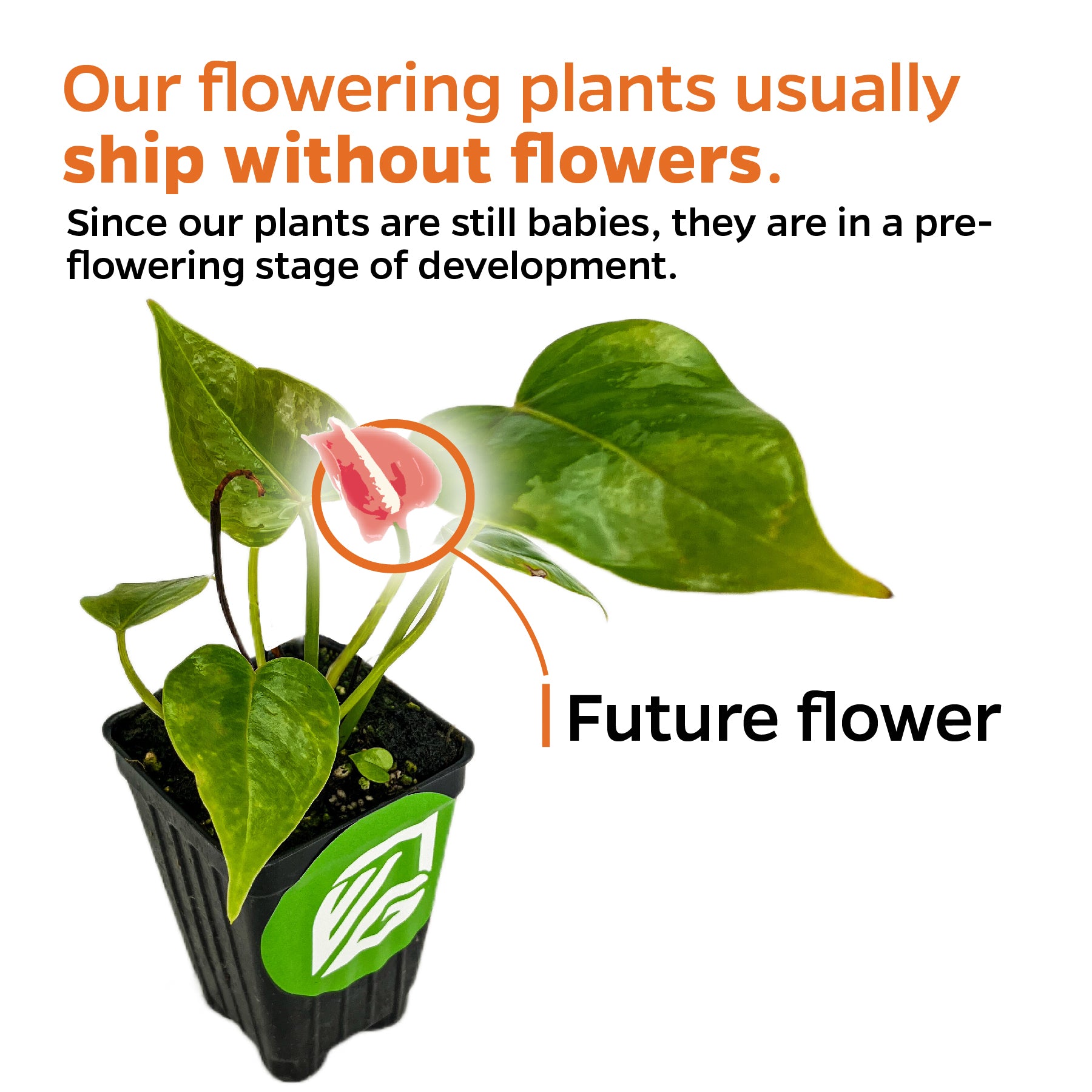 Anthurium Fire Glow ppaf (Fireglow) - Anthurium